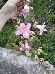 Podranea
