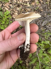 Amanita calyptratoides