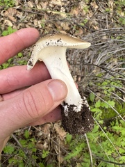 Amanita calyptratoides