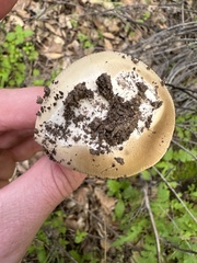 Amanita calyptratoides