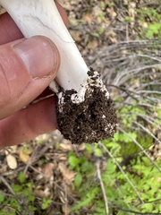 Amanita calyptratoides