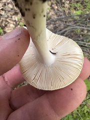 Amanita calyptratoides