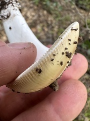 Amanita calyptratoides