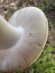 Amanita calyptratoides