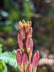 Dipodium roseum