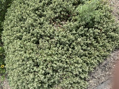 Atriplex semibaccata