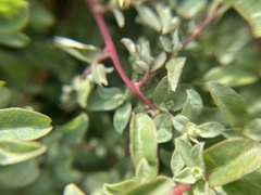 Atriplex semibaccata