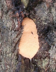 Dictydiaethalium plumbeum