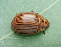 Paropsisterna intacta