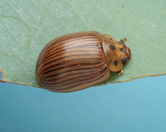 Paropsisterna intacta