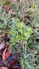 Euphorbia helioscopia