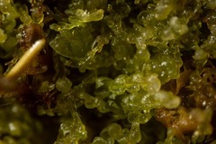 Cephalozia bicuspidata