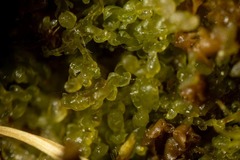 Cephalozia bicuspidata