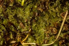 Cephalozia bicuspidata