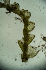 Cephalozia bicuspidata