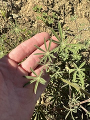 Lupinus sparsiflorus