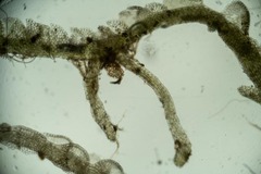 Cephalozia bicuspidata