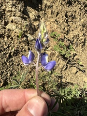 Lupinus sparsiflorus