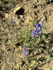 Lupinus sparsiflorus