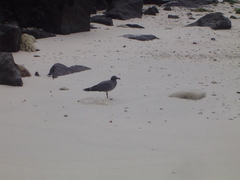 Leucophaeus fuliginosus