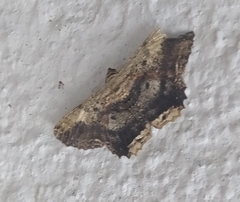 Ruttellerona pseudocessaria