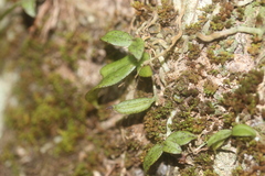 Drymoanthus flavus