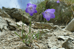 Campanula scheuchzeri
