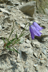 Campanula scheuchzeri