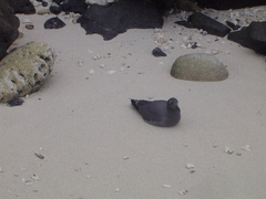 Leucophaeus fuliginosus