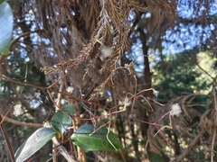 Clematis crassifolia