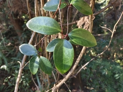 Clematis crassifolia