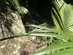 Austroargiolestes icteromelas