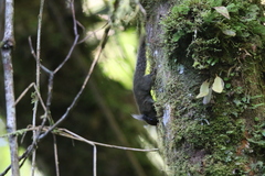 Exilisciurus whiteheadi