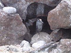 Nyctanassa violacea pauper