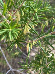 Stenanthera conostephioides