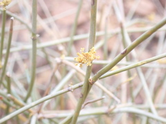 Ephedra nevadensis