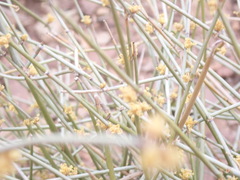 Ephedra nevadensis