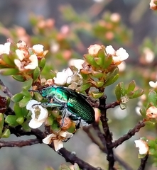 Diphucephala colaspidoides