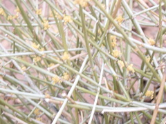 Ephedra nevadensis
