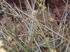 Ephedra nevadensis