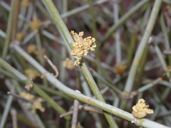 Ephedra nevadensis