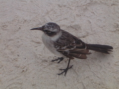 Mimus parvulus bauri