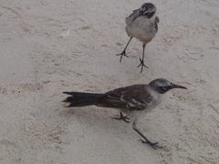 Mimus parvulus bauri