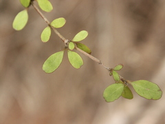 Coprosma rigida