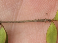 Coprosma rigida