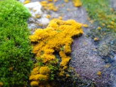 Trentepohlia aurea