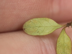 Coprosma rigida