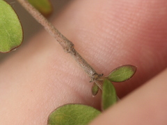 Coprosma rigida