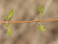 Coprosma rigida