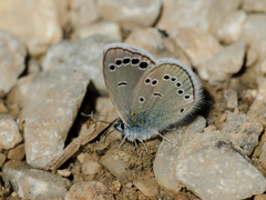 Glaucopsyche astraea